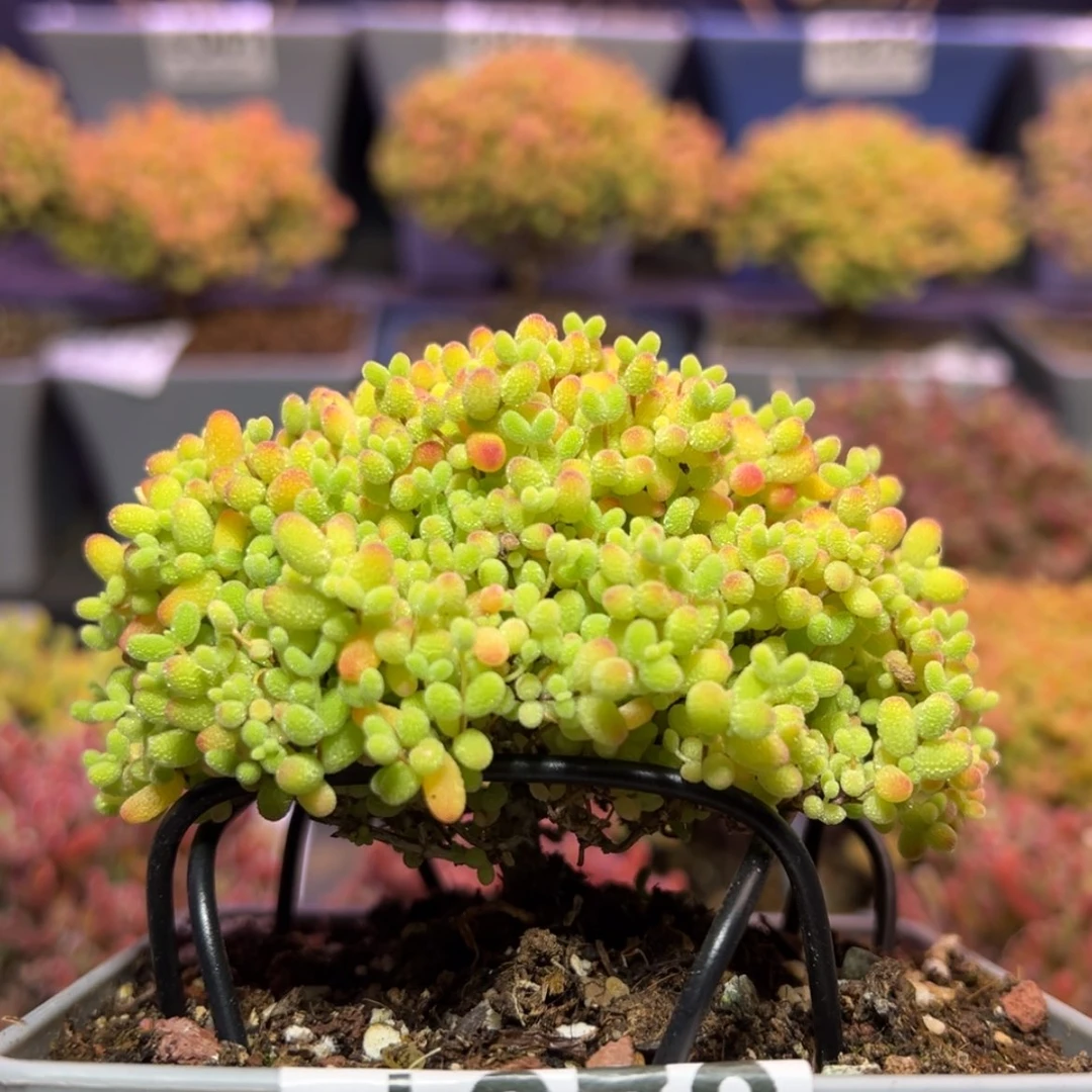 【闪购商品】K****nd979蜜橘糖球下播福利