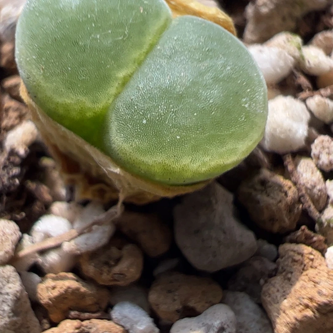 168 好看的美肉肉，冲冲冲