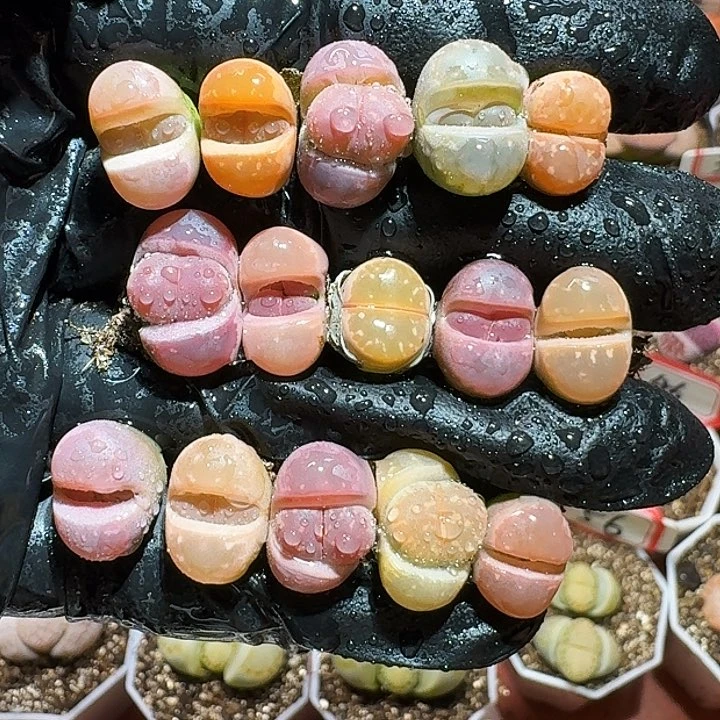 生石花233://。  37