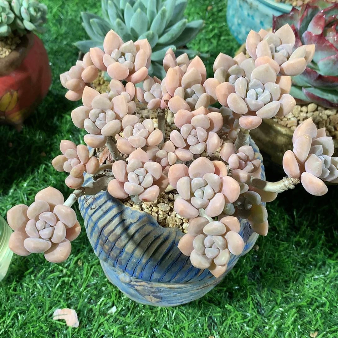 克洛伊14 公分一物一拍