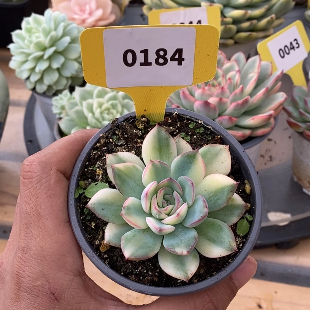 0184雨燕座哈哈哈