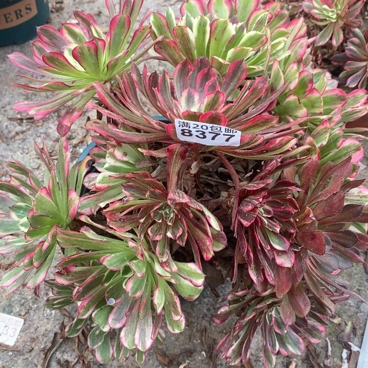 8377 一颗同花顺法师