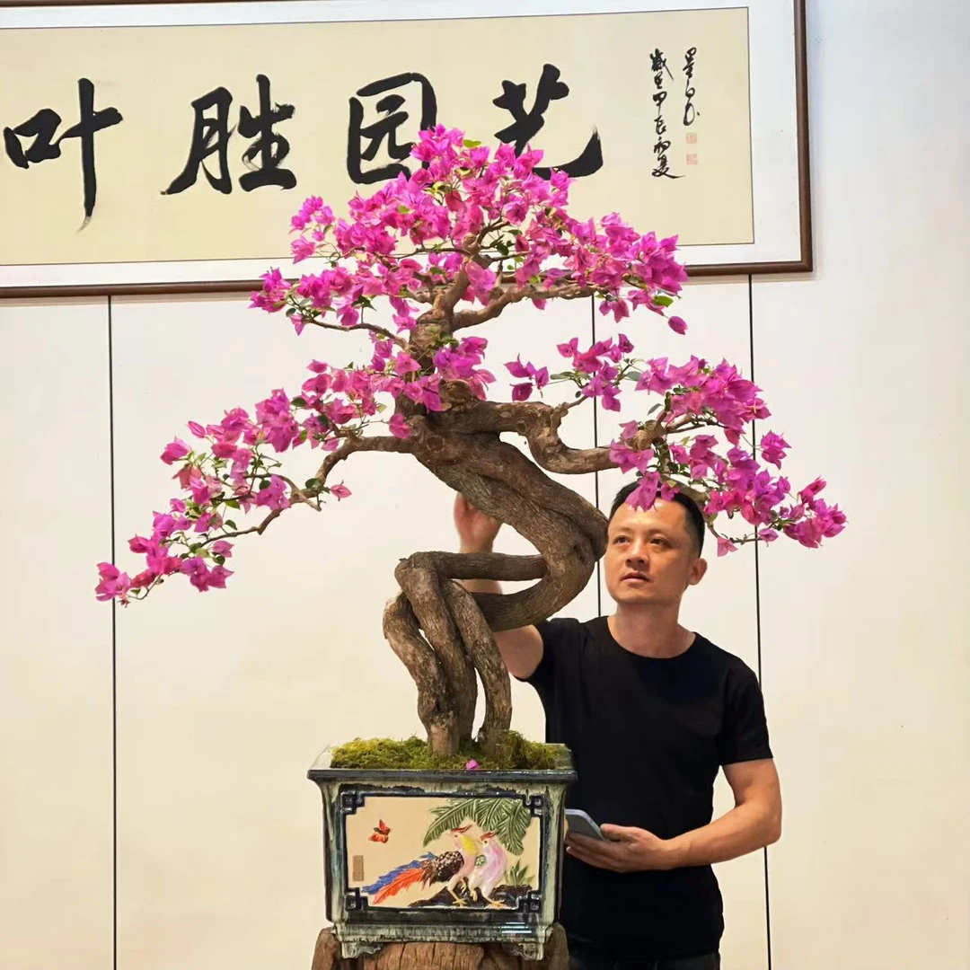 【叶胜园艺】精品小叶紫老桩三角梅盆景