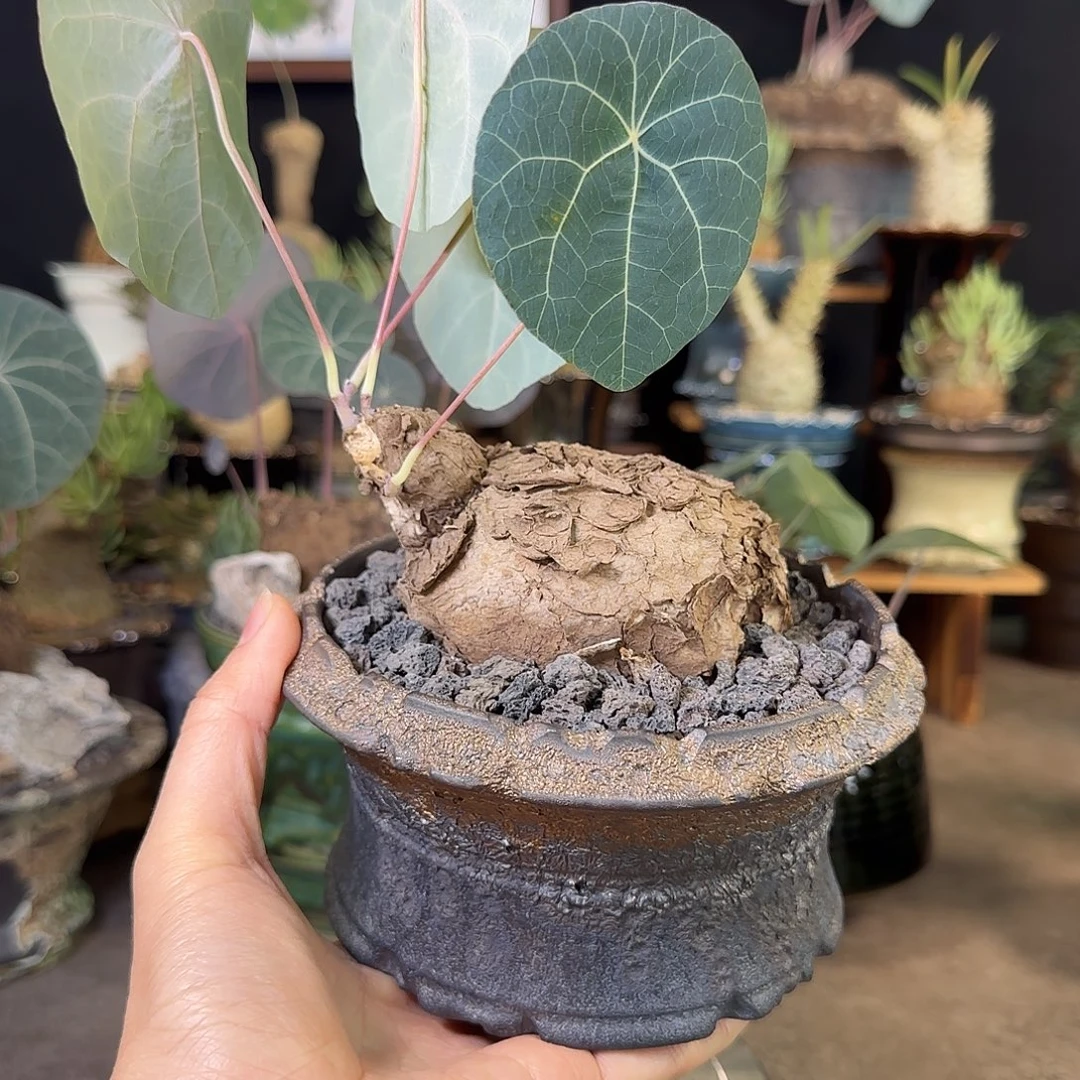 一物一拍乌龟造型一叶龟带甲片16