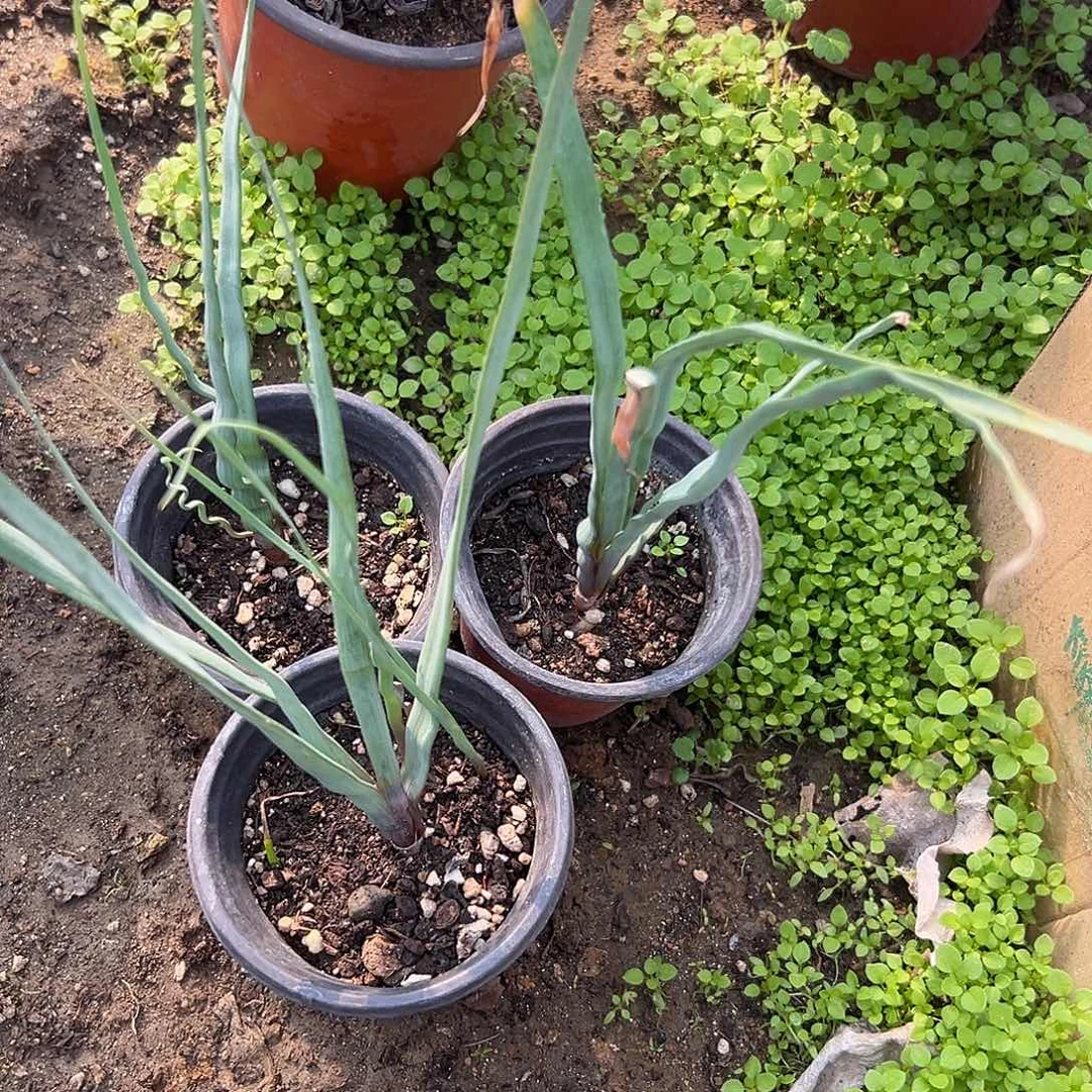 多肉植物三颗宽弹