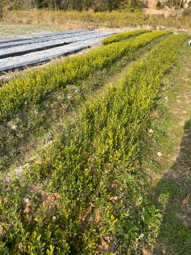 福豆打弯苗盆栽地载绿植（土上10公分左右）