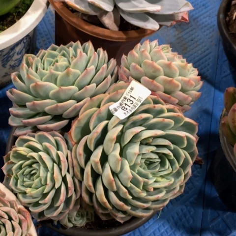 花*儿孤星8131多肉