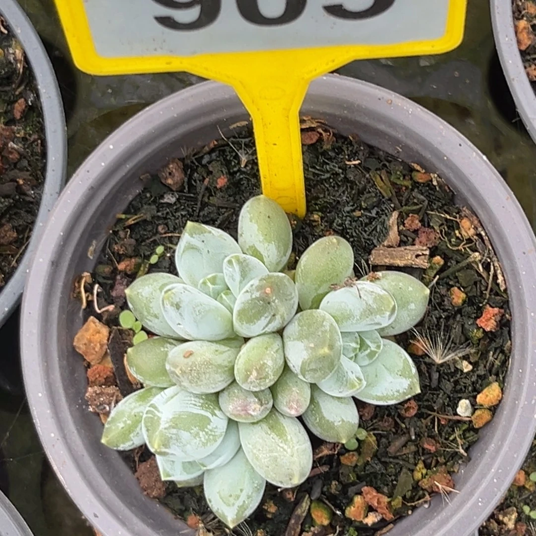 多肉植物三色美人905
