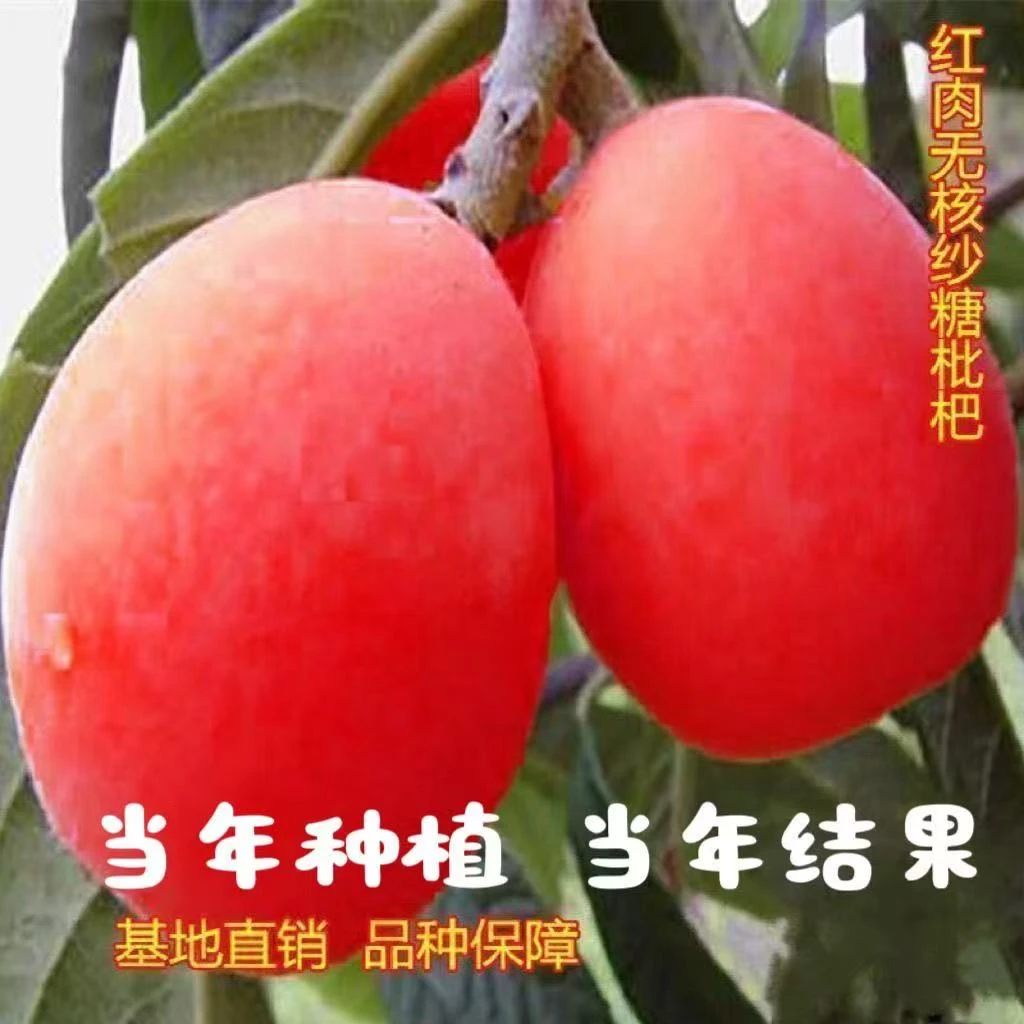 红皮红肉大果枇杷苗果树苗大全新款无核砂糖枇杷苗耐寒当年结果
