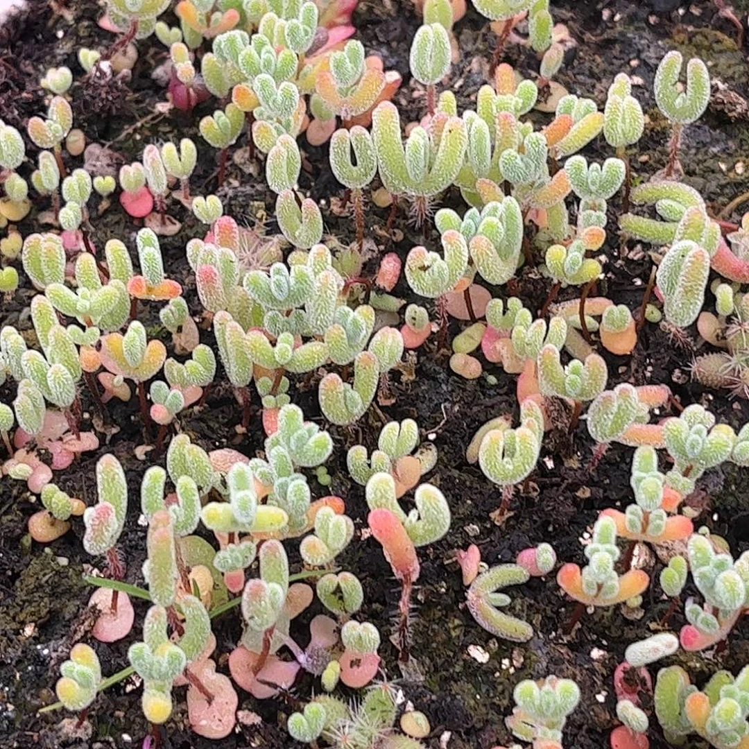 22混播切糕优选枝干