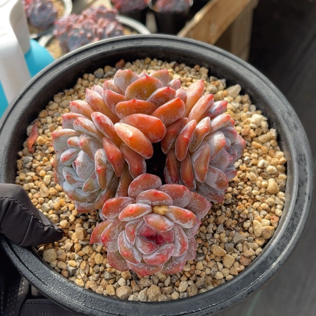 一物一拍不支持退换