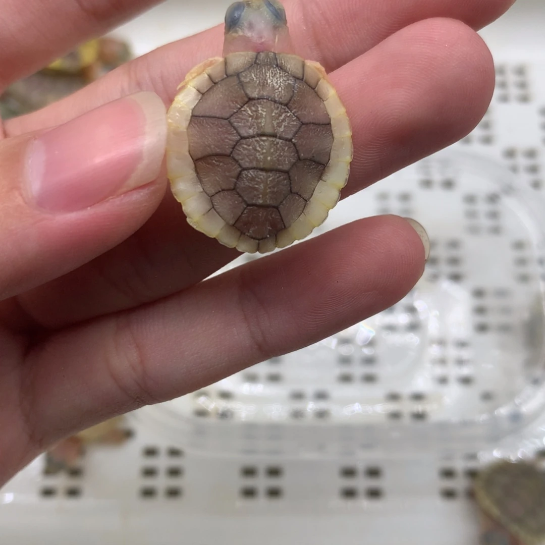 不分公母巴西彩龟