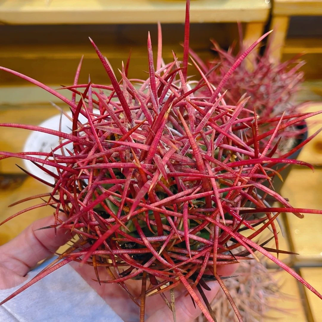 大龙冠，潮流植物