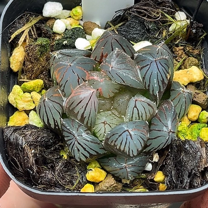 181霓虹灯×龙鳞玉露锦