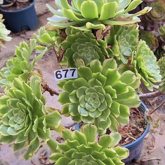 荣***荣多肉植物一个法师缺枝