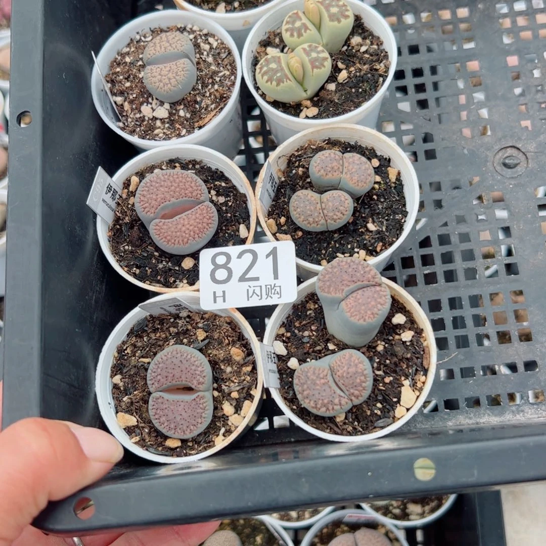 无花朵开**乐我很喜欢这个H821