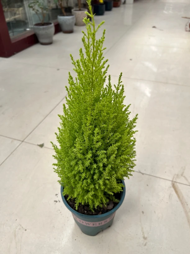 香松盆栽浓香型室内客厅办公室驱蚊净化空气招财好养绿植