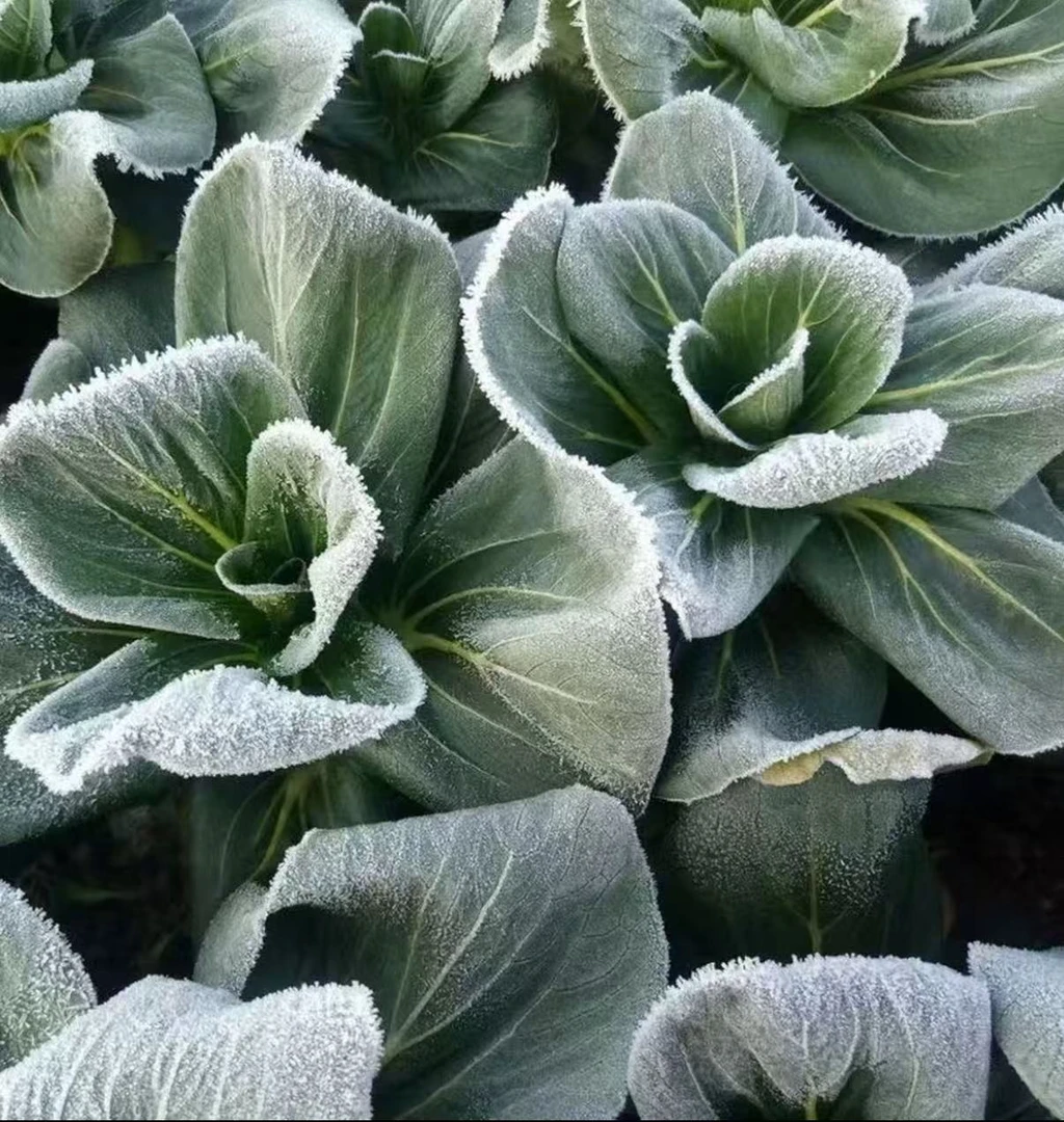 农家自种崇明霜冻青3斤