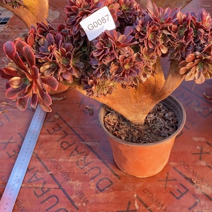 闪购法师1棵欧嘉莉缀0087