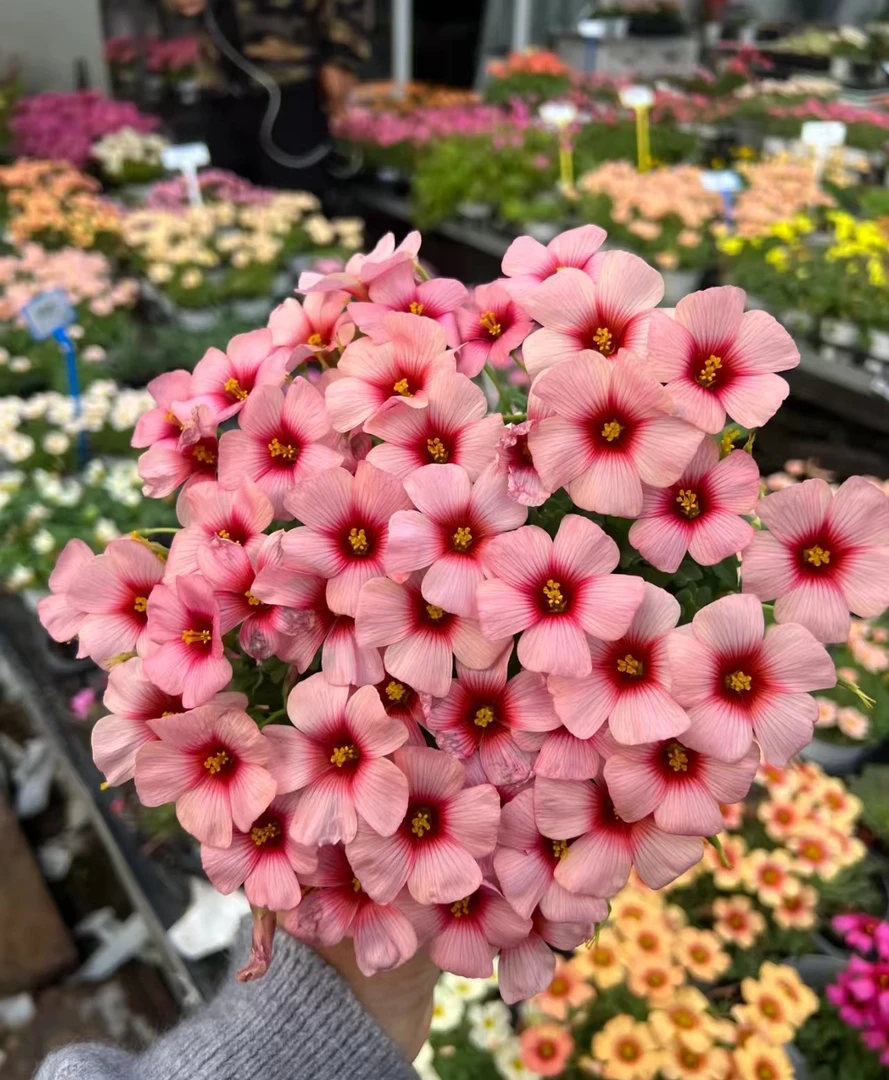 【酢浆草花种子】酢浆草花四季种植盆栽地栽阳台小院种植