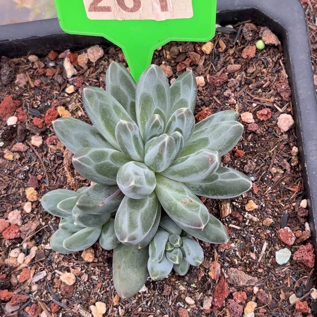 伊卡鲁斯多肉植物261