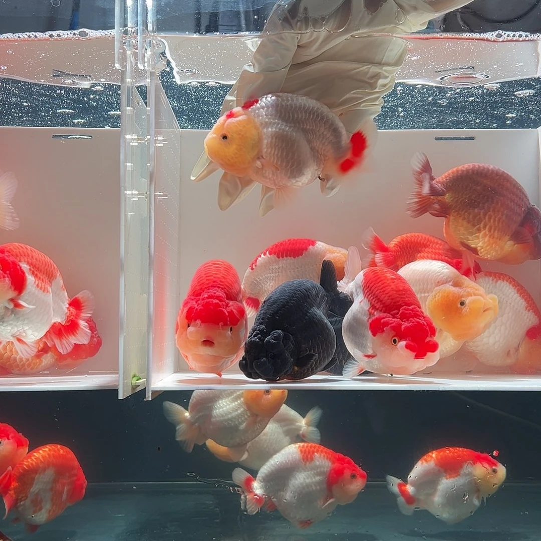 海水鱼包子脸红顶顺丰包邮