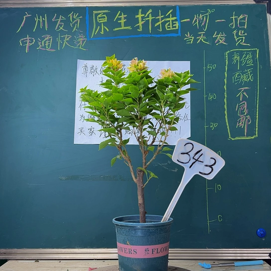 当前无花栽培后可以开花 塔黄 343
