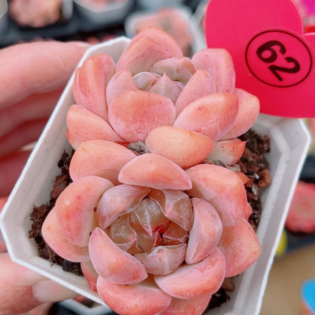 62号小老桩糖心双头