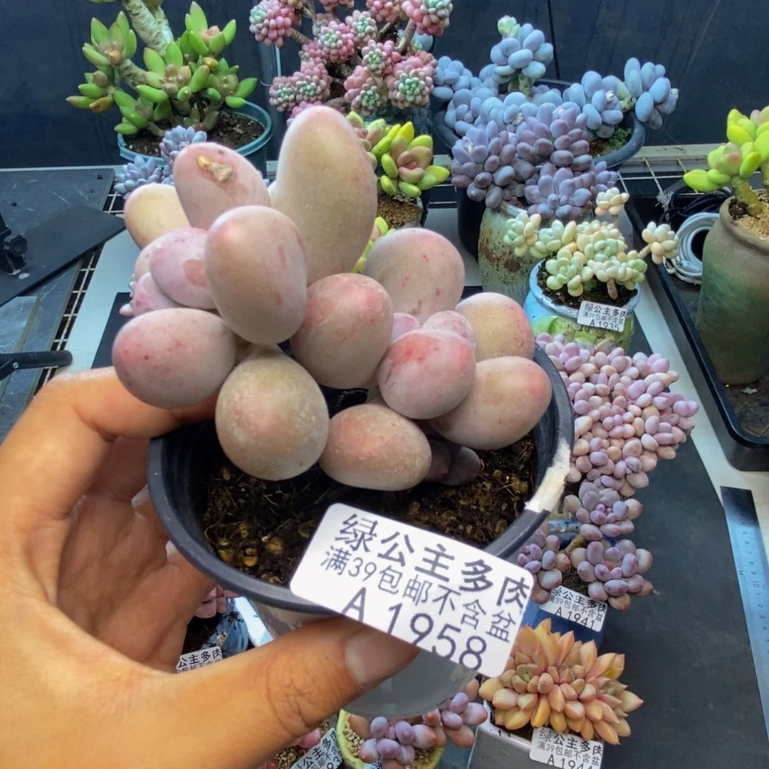 958米可奶多肉7c m