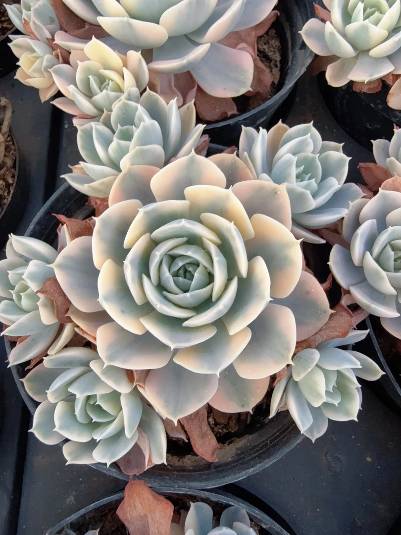 120#多头鲁氏锦无砍（8-12cm）脱土