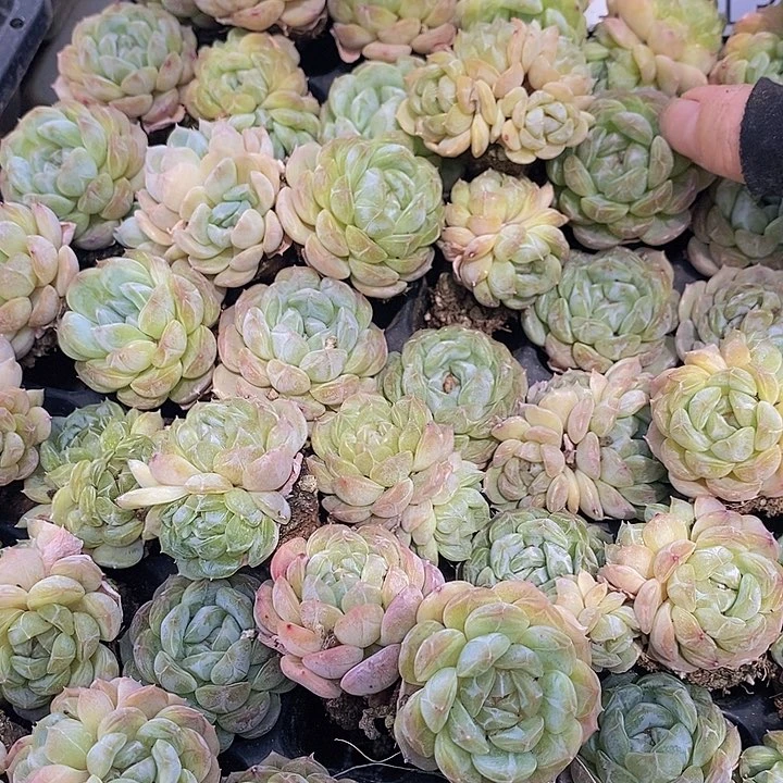 135-139 多肉植物盆栽花卉植物