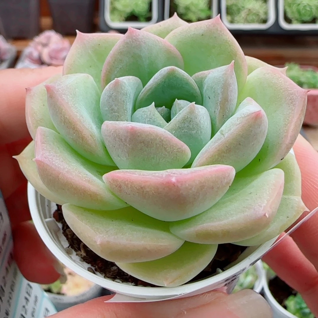 花语逸镜0924-45良辰