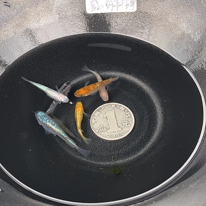 青鳉鱼星光7条1号