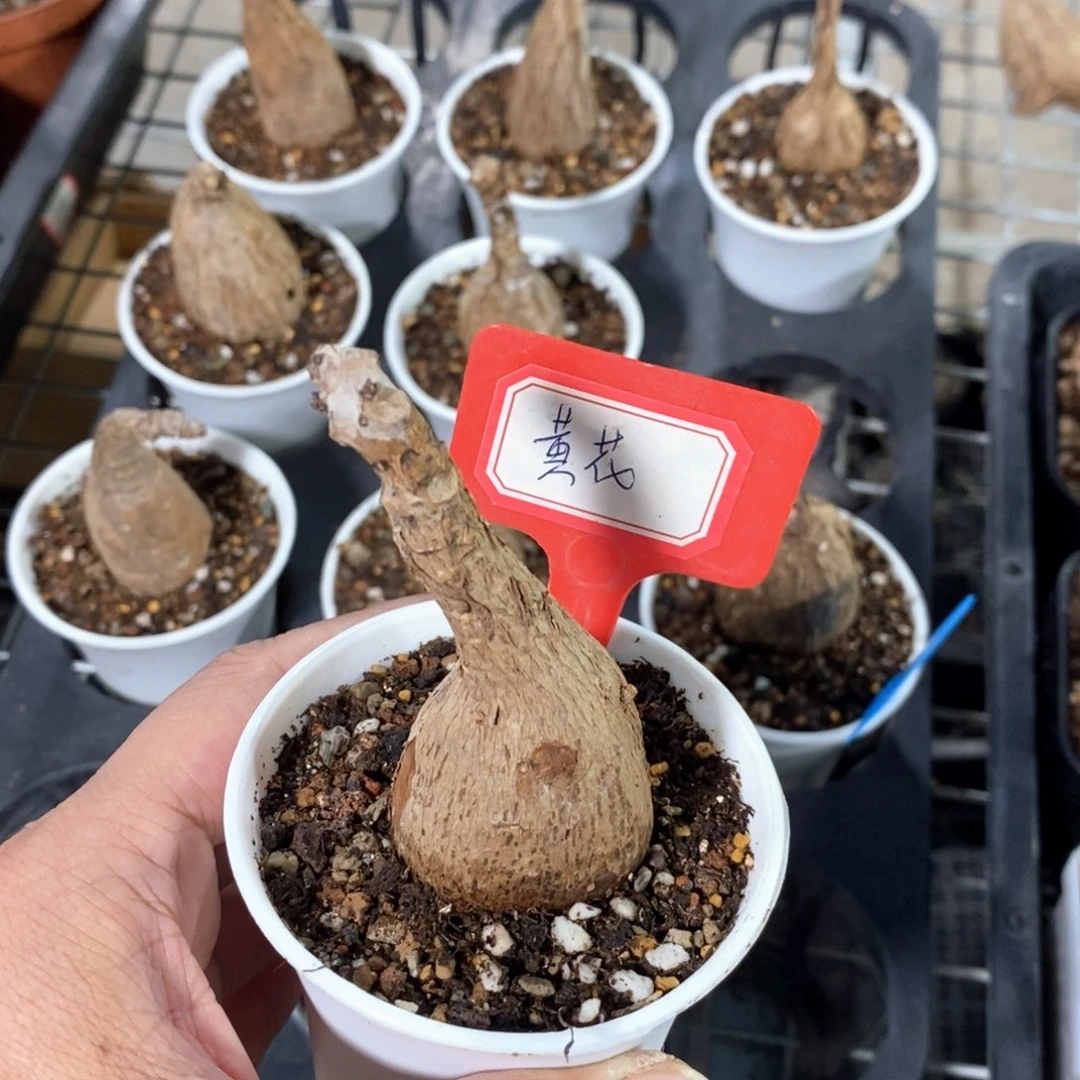 奇异油柑多肉植物