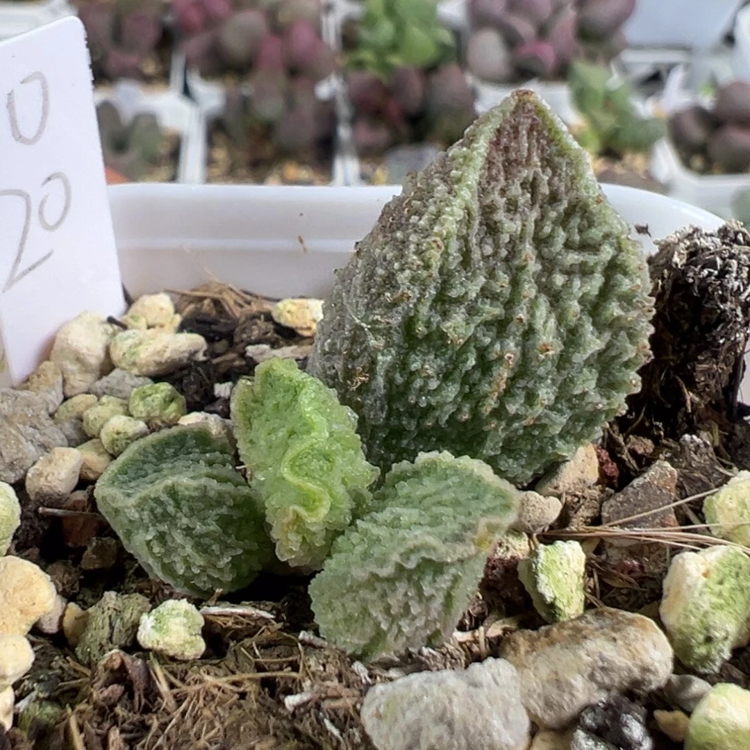 w波浪边冰晶颗粒款实生新品