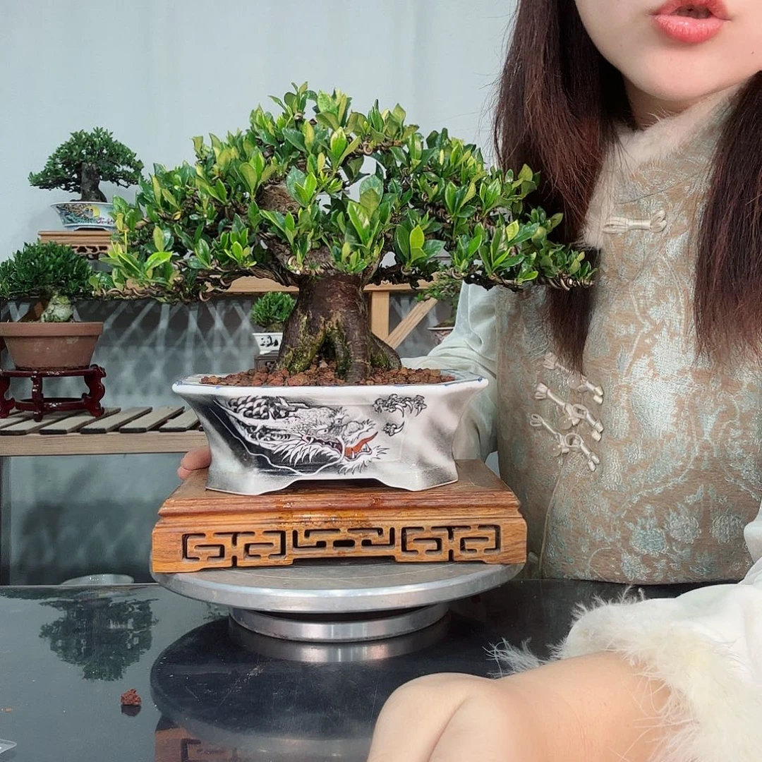 一寸法师栀子花盆景