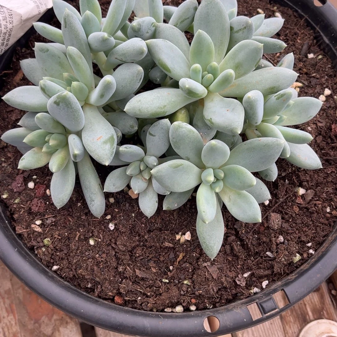 原***宝多肉植物多肉植物