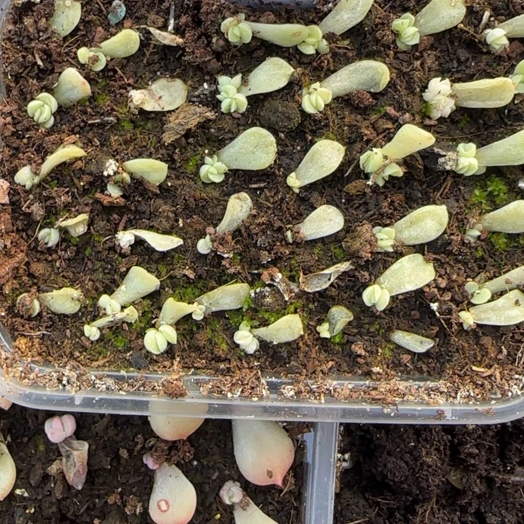 明月珠 芝麻穴1个满25包邮