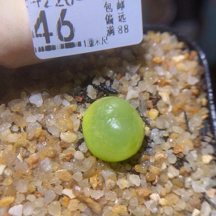 精品生石花220.46拉登