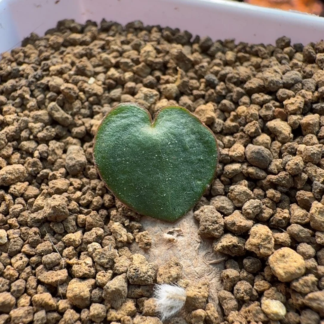 红边爱心735 仙人球