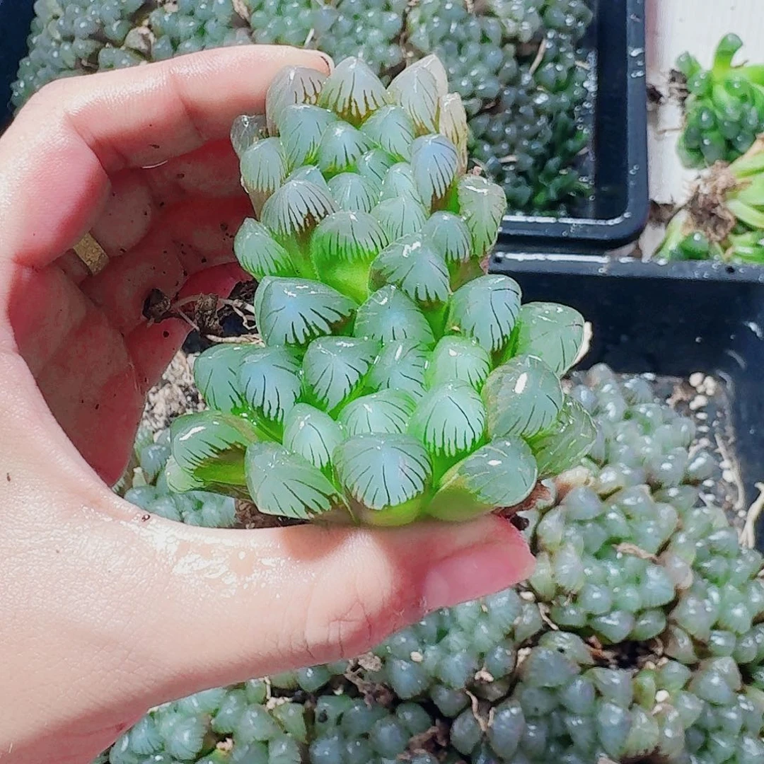 十二卷 实生en 冰灯2颗