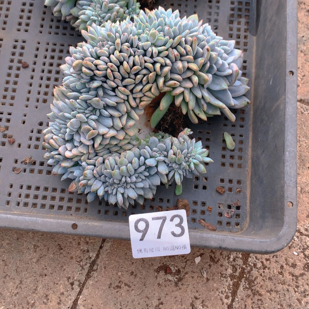 973橙子111111111111