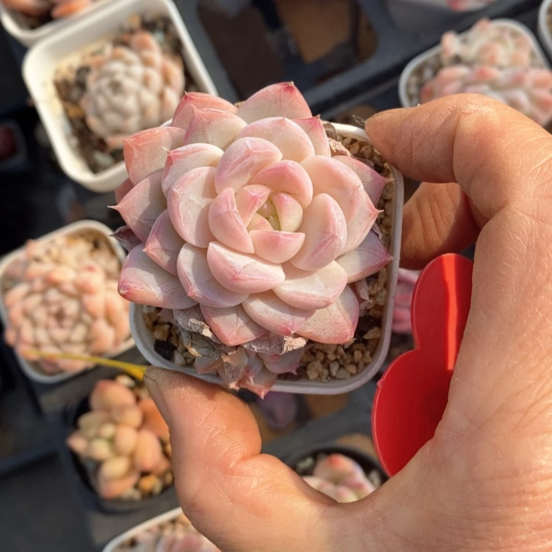 精品多肉一物一拍不包整108