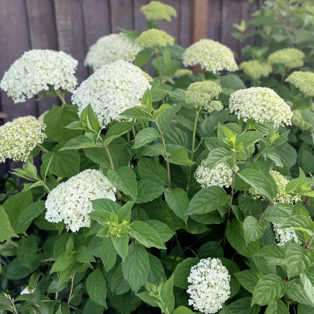 白色【贝拉安娜】绣球花盆栽庭院阳台新手易养护喜水花园植物