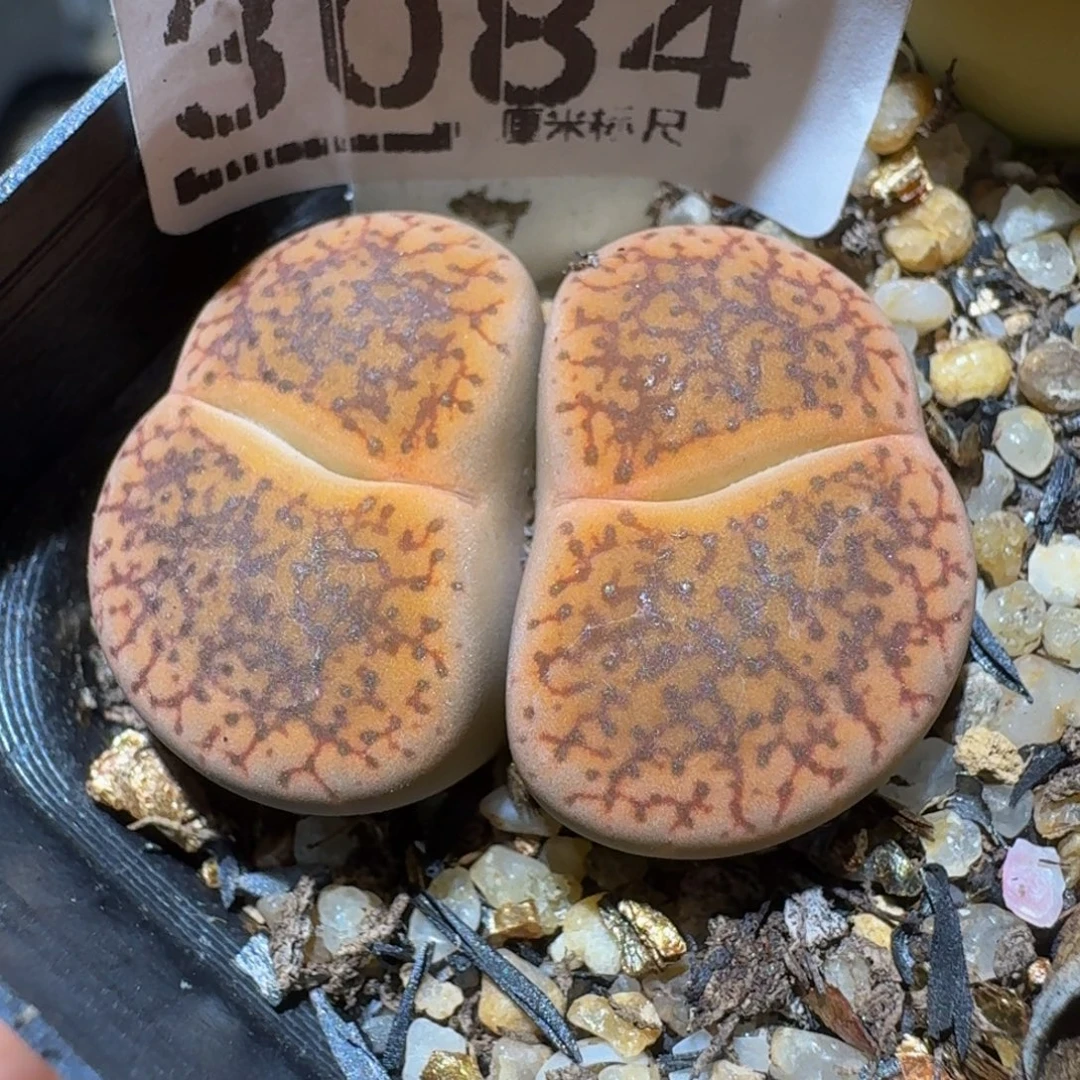 老板娘正在直播间3084