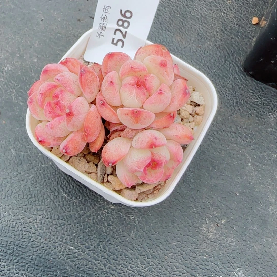 森林玫果，5286多肉植物