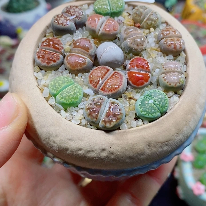 生石花花花花花花花275