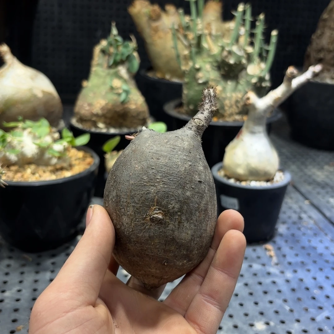 卡***特不包发根366666666666666