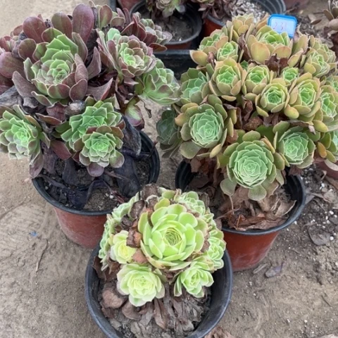 231多肉植物组合，