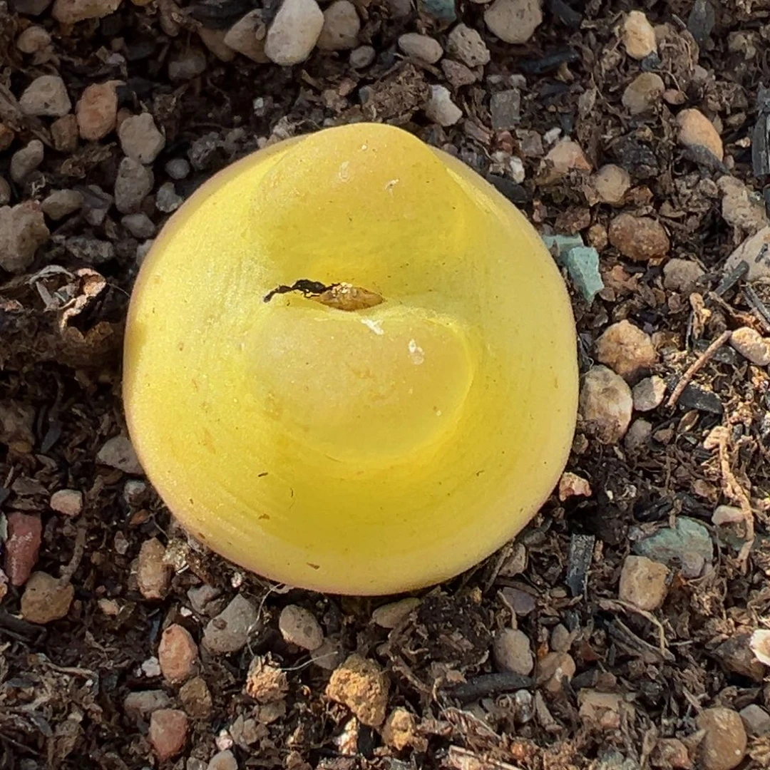 多肉植物1111111111111